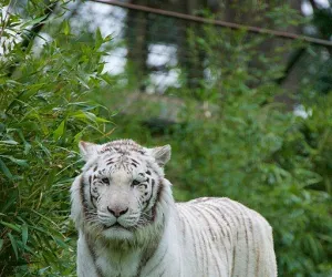 Zoo de la Flèche