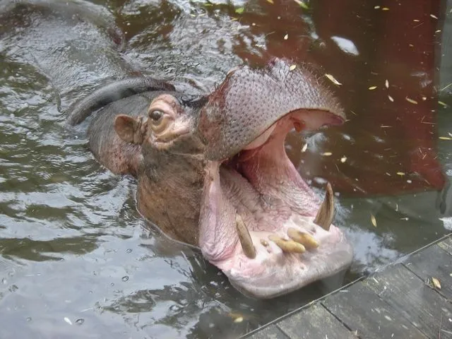 Hippopotame du zoo de la Flèche