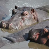 Hippopotames du zoo de la Palmyre DR
