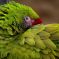 Spectacle de perroquets du zoo de la Palmyre &copy; Flickr /  Adrien Sifre