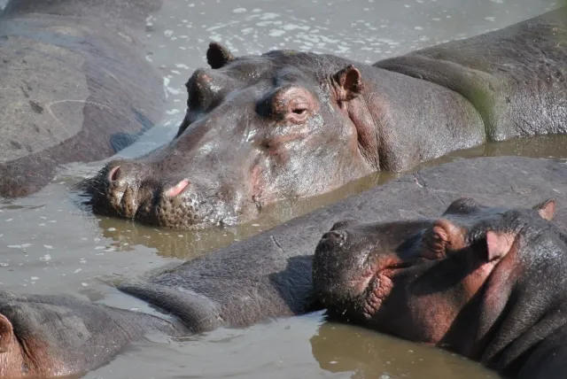 Hippopotames du zoo de la Palmyre