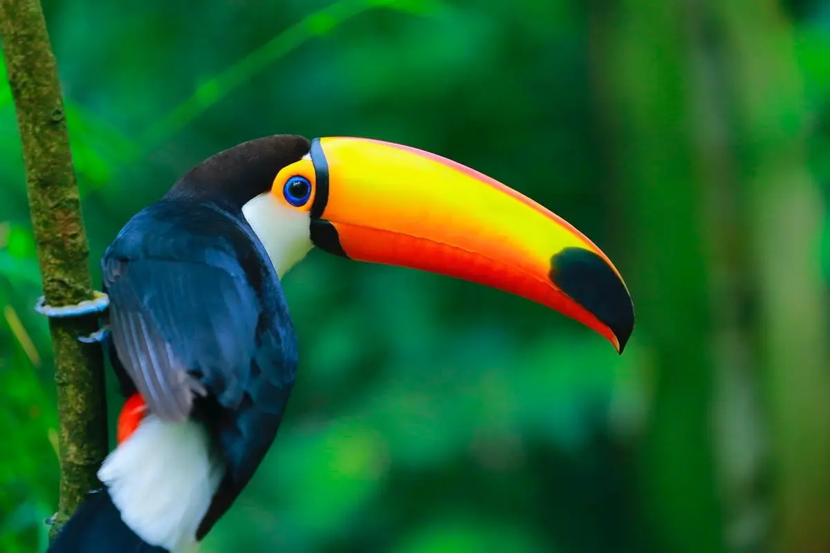 Un toucan avec un grand bec coloré sur un fond flou vert vibrant.