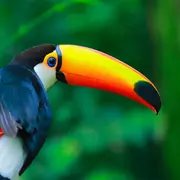 Zoo de Labenne : Billet d'entrée