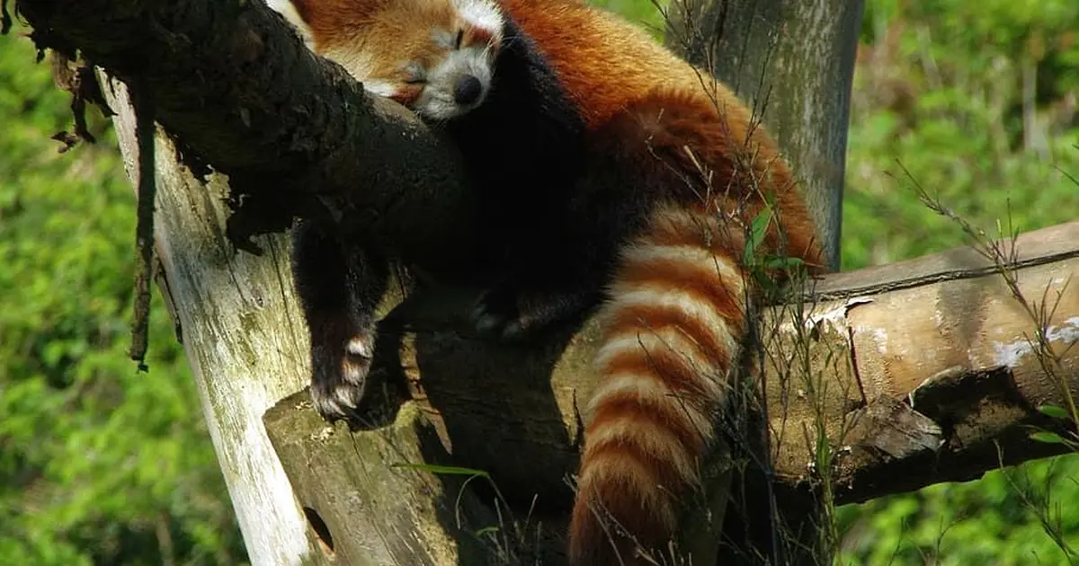 Panda roux du Zoo de Lille