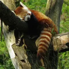 Zoo de Lille