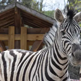 Zoo de Maubeuge