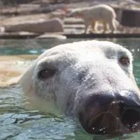 Vicks, l'ours blanc &copy; Mike Obri