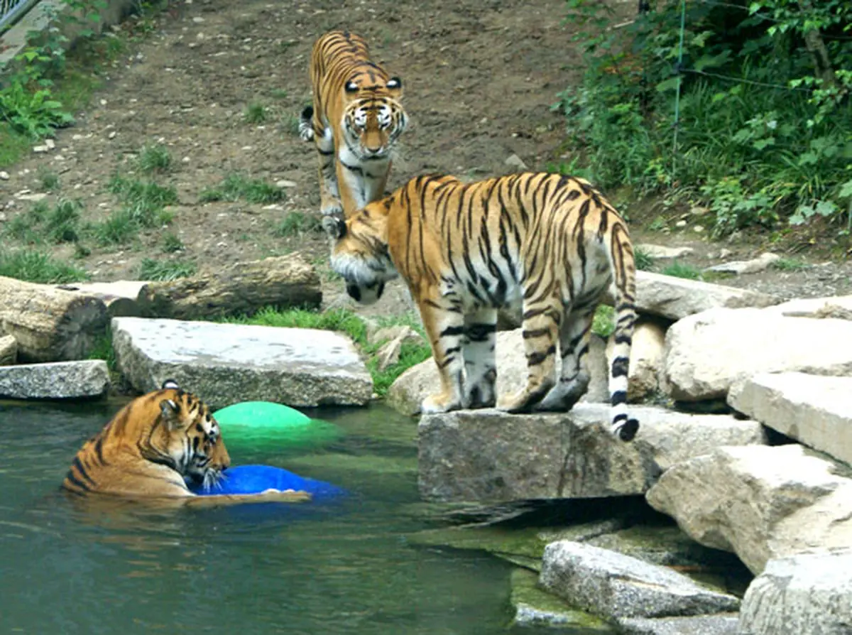 Les tigres du Zoo de Mulhouse - Photo JDS