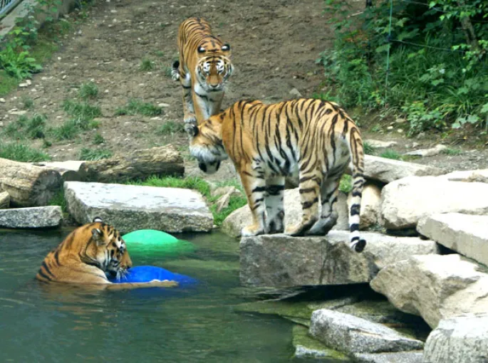 <p>Les tigres du Zoo de Mulhouse - Photo JDS</p>