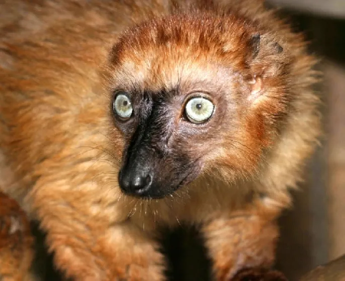 Le lémur aux yeux turquoises a inspiré la mascotte en peluche vendue au zoo de Mulhouse pour sauvegarder la forêt malgache