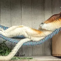 On se la coule douce au Zoo de Mulhouse ! &copy; Facebook.com/Parc.zoologique.et.botanique.Mulhouse - M. Foos