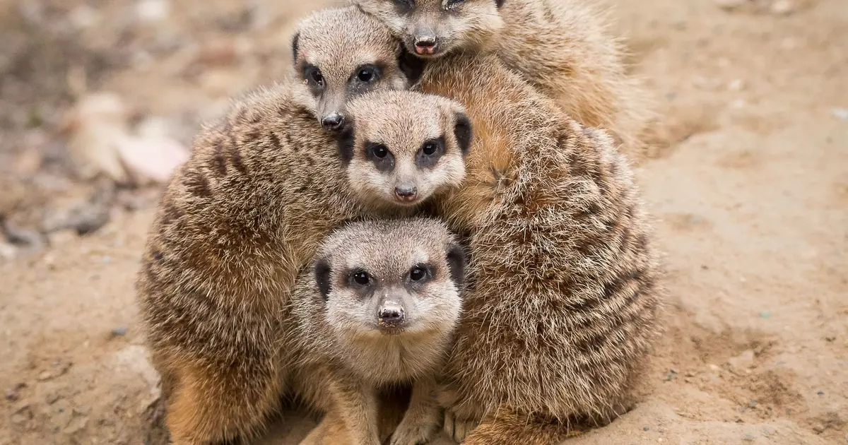 Les suricates sont trop mignons !