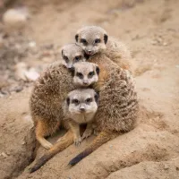 Les suricates sont trop mignons ! &copy; Facebook.com/Parc.zoologique.et.botanique.Mulhouse - M. Foos