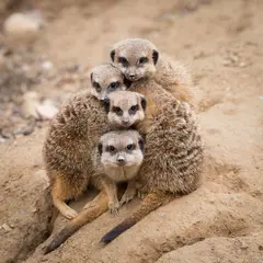 Zoo de Mulhouse : parc zoologique et botanique