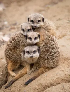 Zoo de Mulhouse : parc zoologique et botanique