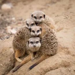 Zoo de Mulhouse : parc zoologique et botanique