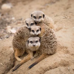 Les suricates sont trop mignons !