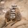 Les suricates sont trop mignons&nbsp;! &copy; Facebook.com/Parc.zoologique.et.botanique.Mulhouse - M. Foos