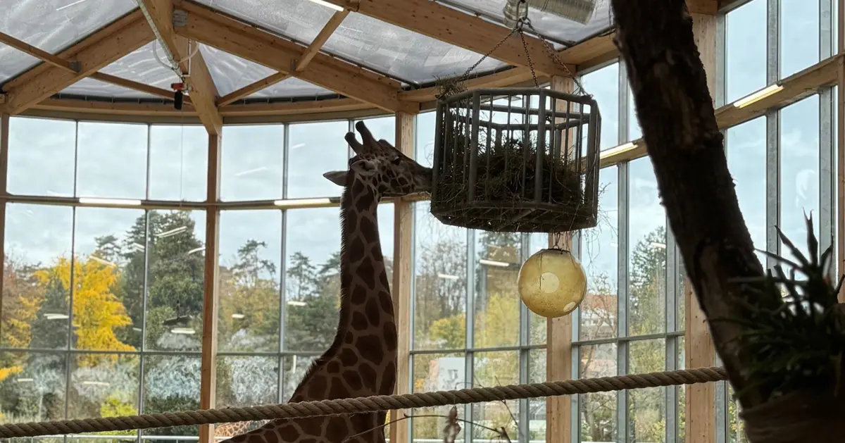 Les girafes de Kordofan, dans l'espace Horizon Afrique