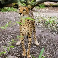 Zoo de Mulhouse : un guépard DR