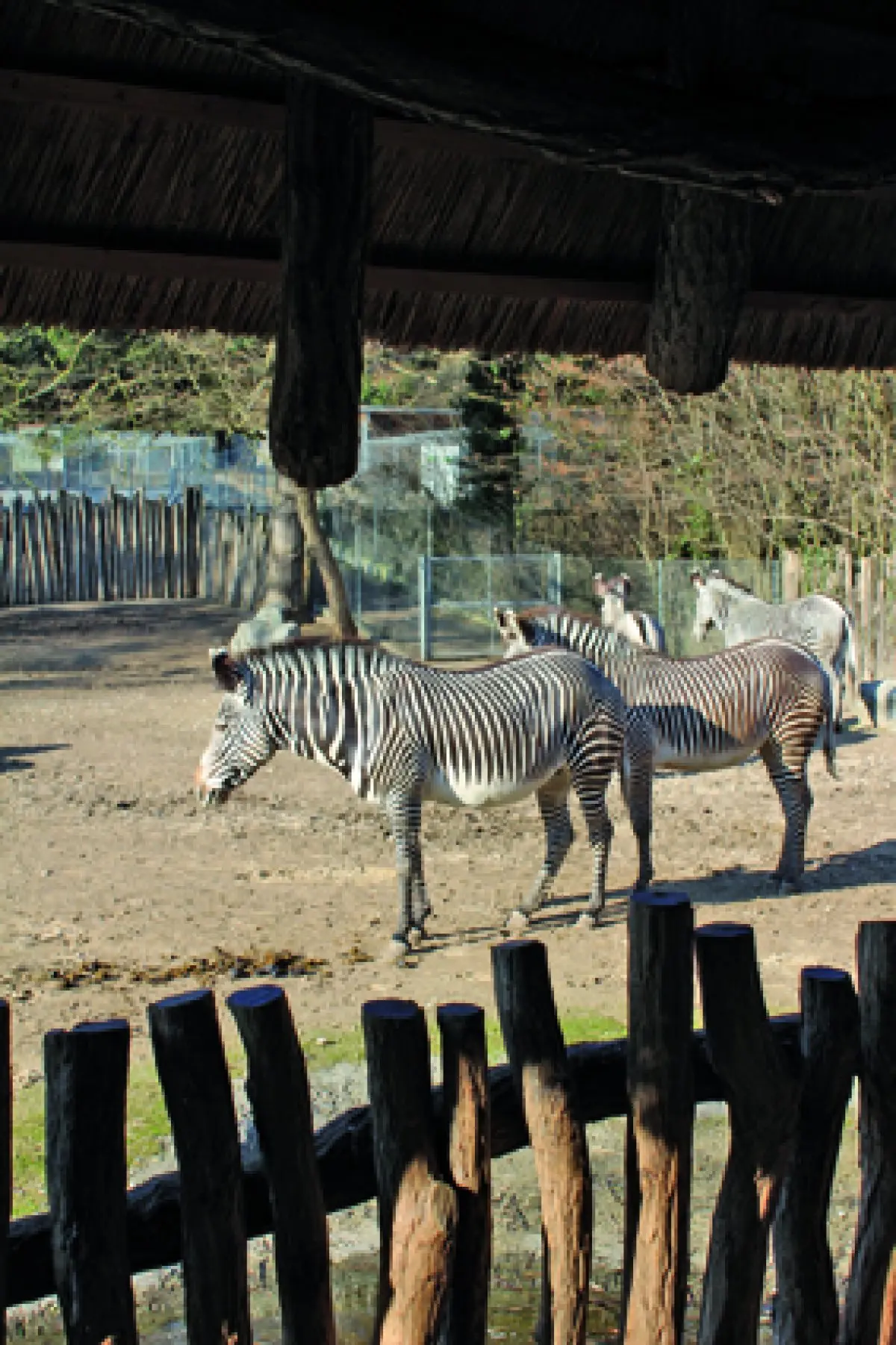 Zoo de Mulhouse : un succès qui ne se dément pas en 2012