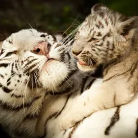 Les tigres blanc du Zoo de Pessac &copy; Laurent Bartkowski