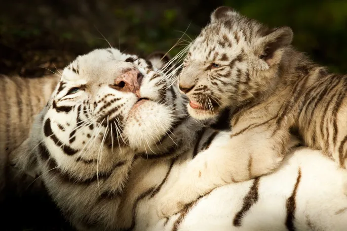 Les tigres blanc du Zoo de Pessac