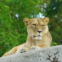 Lionne d'Afrique au zoo de Vincennes &copy; Flickr / Annie Dalbéra