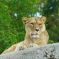 Lionne d'Afrique au zoo de Vincennes &copy; Flickr / Annie Dalbéra