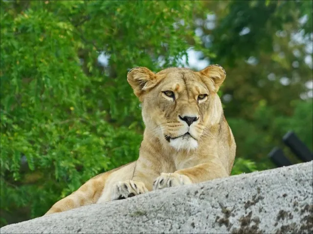 Lionne d\'Afrique au zoo de Vincennes