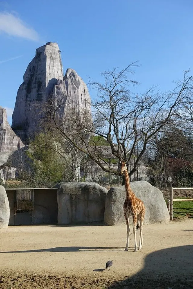 Grand rocher du zoo de Vincennes