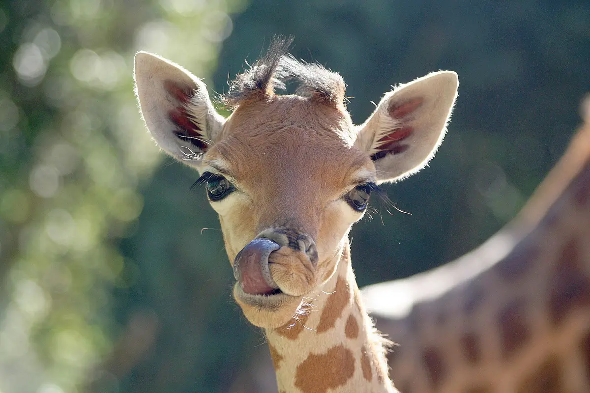 Zoo des Sables d'Olonne