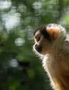 Zoo du Bassin d'Arcachon - Zoo de La Teste de Buch