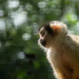 Zoo du Bassin d'Arcachon - Zoo de La Teste de Buch