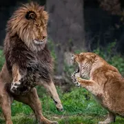Zoo du Bois d'Attilly