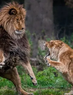 Zoo du Bois d'Attilly
