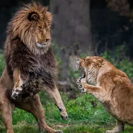 Zoo du Bois d'Attilly