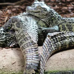 Zoo Exoticamis