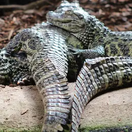 Zoo Exoticamis