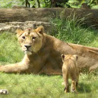 Zoo de Mulhouse : lionceau et sa mère &copy; jds