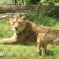 Zoo de Mulhouse&nbsp;: lionceau et sa mère &copy; jds
