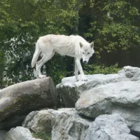 Zoo de Mulhouse&nbsp;: les loups &copy; jds