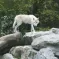 Zoo de Mulhouse&nbsp;: les loups &copy; jds