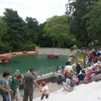 Zoo de Mulhouse : le bassin des otaries &copy; jds