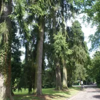 Zoo de Mulhouse : parc botanique, les arbres centenaires &copy; jds