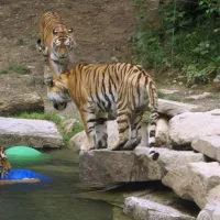 Zoo de Mulhouse : les tigres &copy; jds