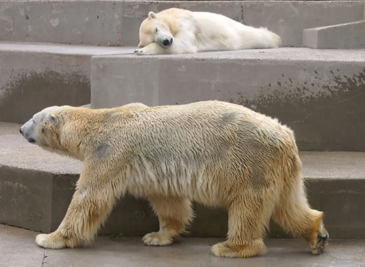 Les ours blancs au zoo de Mulhouse