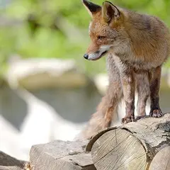 Zoodyssée