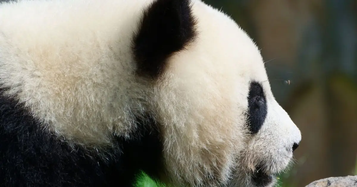 Le panda, la star du ZooParc de Beauval
