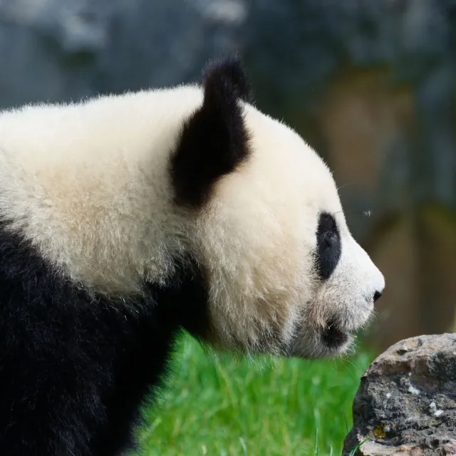 Le panda, la star du ZooParc de Beauval